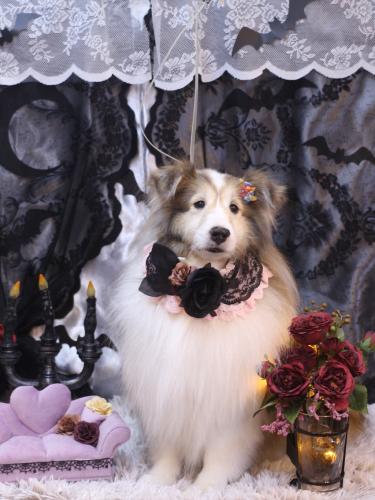 20231006カレンちゃん